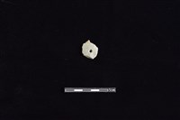 磨製石器藏品圖，第1張